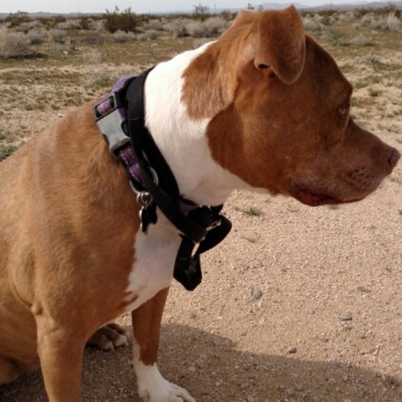 Raja's Den - Picture 8 of 8